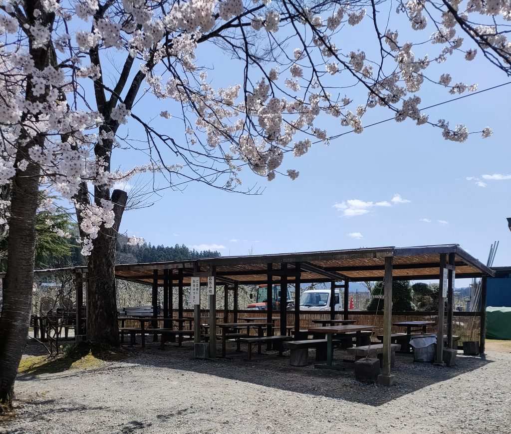 休憩所前の桜