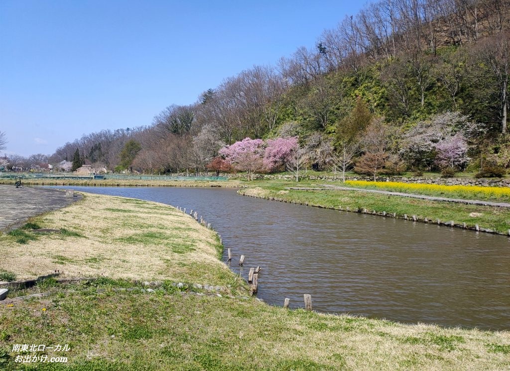 公園内の池と山に咲く桜