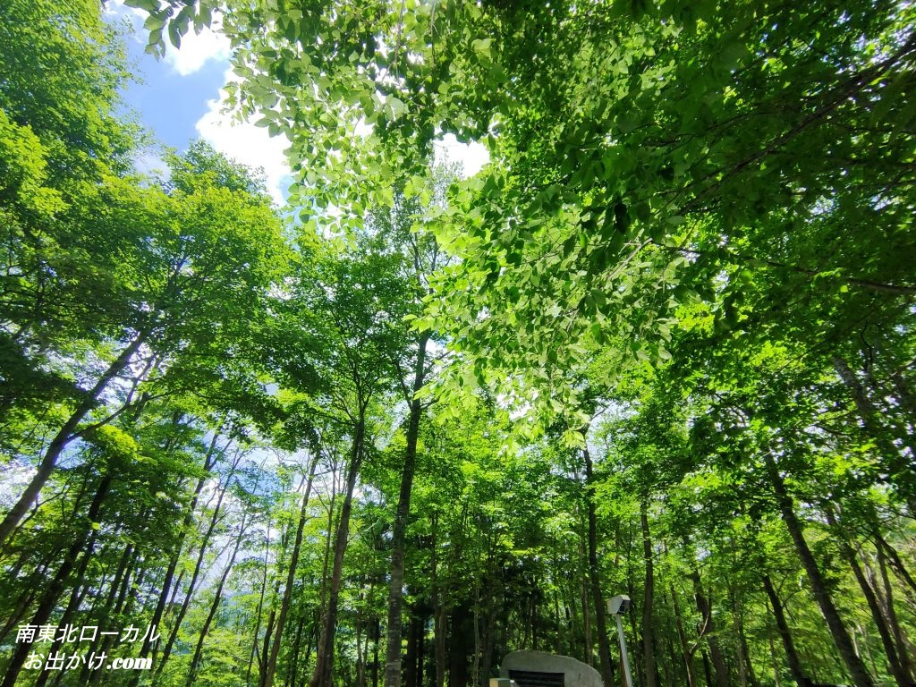 神社周りの林