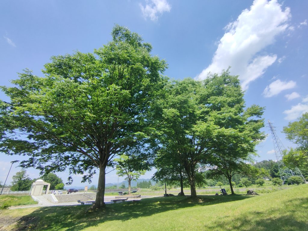 公園内の木