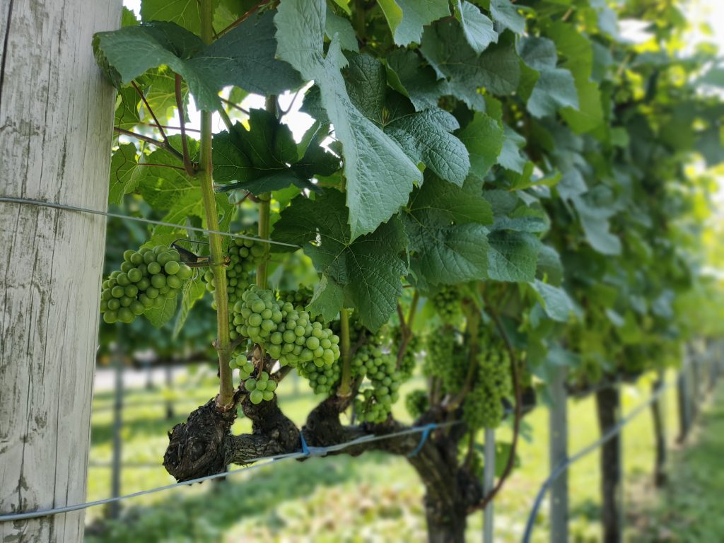 ワイン用に栽培された葡萄